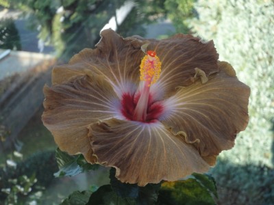 Kattie Jones 16-11-2011.JPG