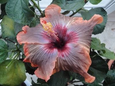 Cloudy Days 16-11-2011.JPG