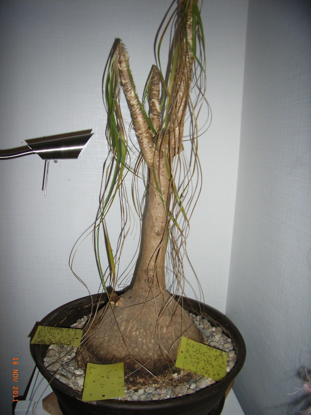 hedera helix kaufen Efeu | Hedera helix 'Shamrock'