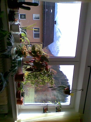 Fenster.jpg