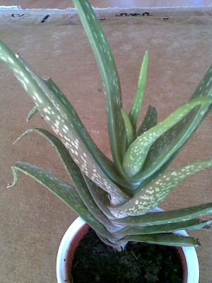 Aloe vera.jpg