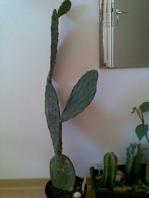 O.ficus indica.jpg