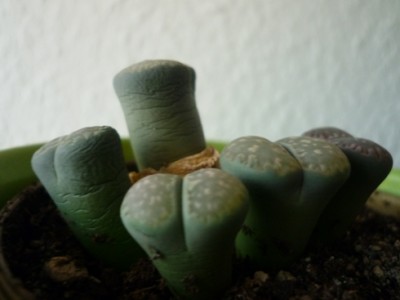 Lithops 2.JPG