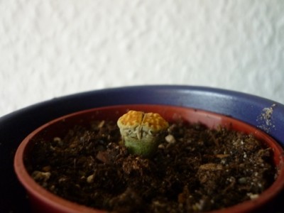 Lithops 1.JPG