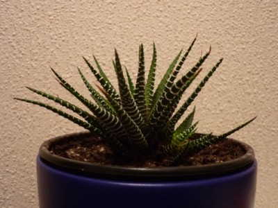 Haworthia.JPG