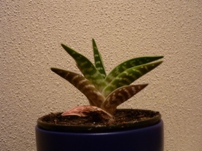 Aloe Varigata.JPG