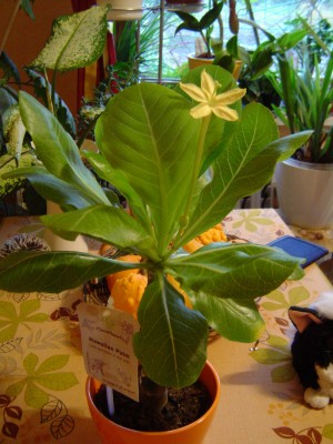 Hawaiipalme (Brighamia insignis) (3).jpg