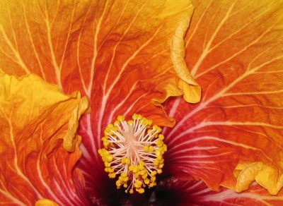 Hibikus Oliver innen_0410.jpg