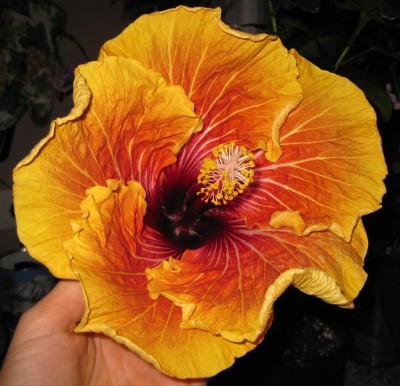 Hibiscus Oliver mit Hand_0419.jpg