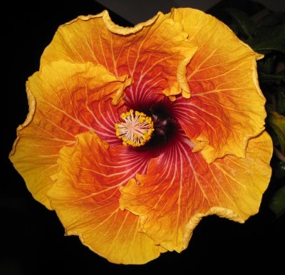 Hibiscus Oliver _0425.jpg