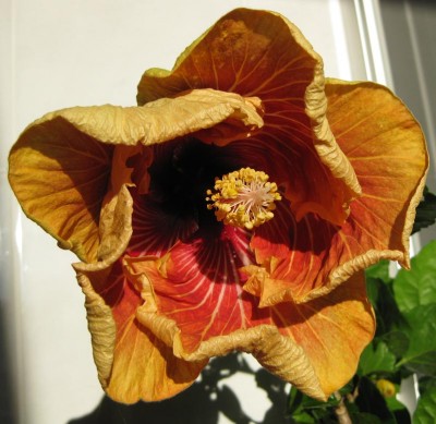 Hibicus Oliver _0406.jpg