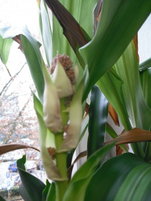 Blüte 1 18.11.11.jpg