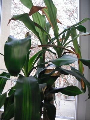 Dracaena beide Stämme.jpg