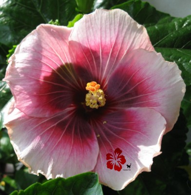 Tahitian Imperial Star internet .jpg