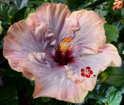 clairvoyant lADY internet.jpg