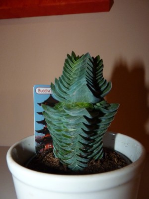 crassula buddhas temple.jpg