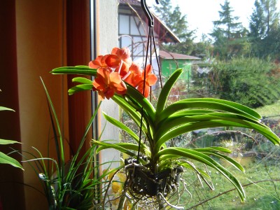 blühende Vanda (2).jpg