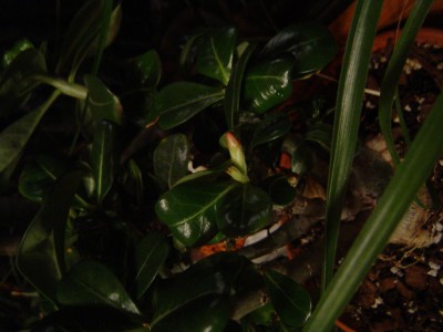 Adeniumknospe (von Marie).jpg