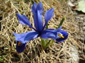 Iris reticulata.jpg