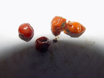 Beeren.jpg