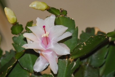dsc_8270_Schlumbergera.jpg