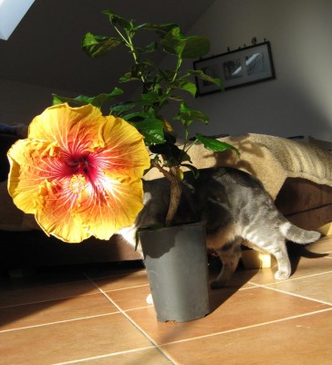 Medi mir Hibiskuskopf _0447.jpg