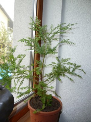 sequoia 11.11.jpg