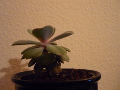 Echeveria.JPG