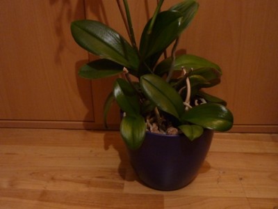 Orchidee.JPG