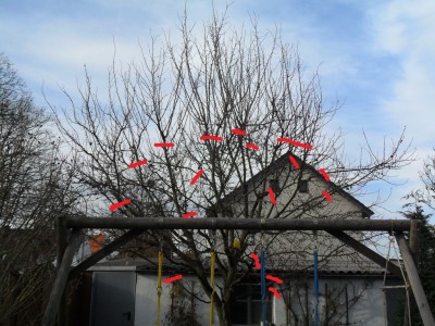 pflaumenbaum_1024_118.jpg