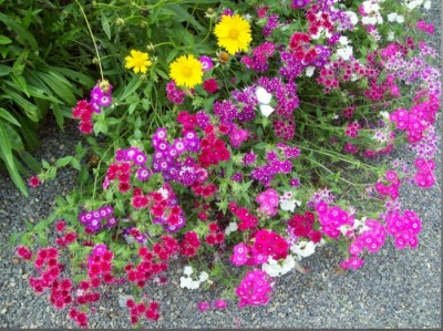 Blüten.jpg