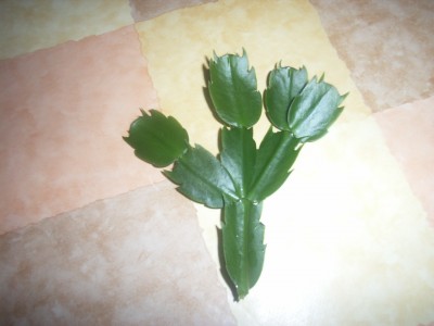 RIMG0004.JPG