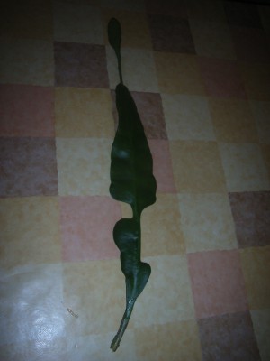 RIMG0005.JPG