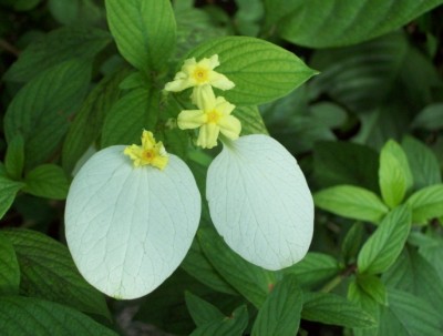 Blüte.jpg