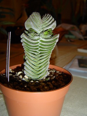 Crassula Buddha´s Temple.jpg