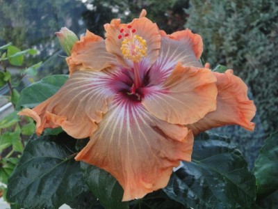 Kiss of Death 19-11-2011.JPG