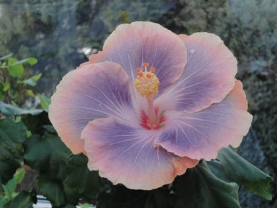 Silver Memories 19-11-2011.JPG