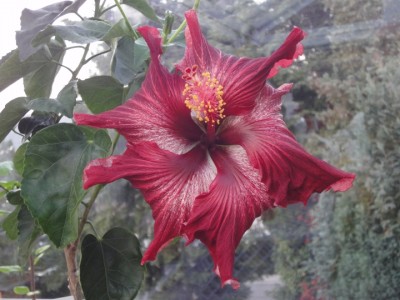 Dragon's Breath 19-11-2011.JPG