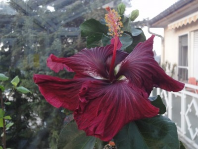 Black Dragon 19-11-2011.JPG