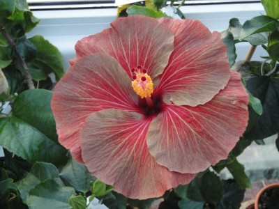 Chocolate Delight 19-11-2011.JPG