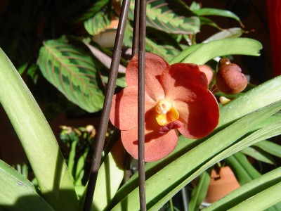 Vanda vom Sterbetisch (2).jpg