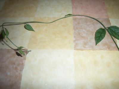 RIMG0003.JPG
