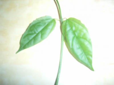 RIMG0002.JPG