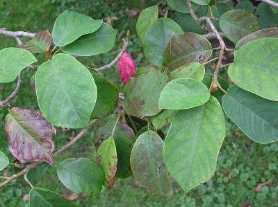 Bild059.jpg