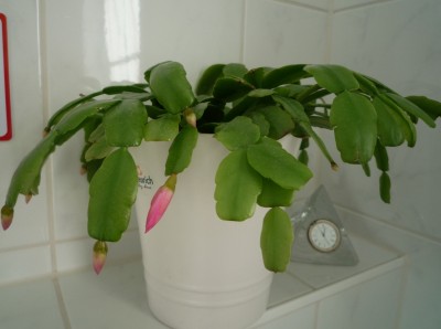 Schlumbi Knospen2.JPG