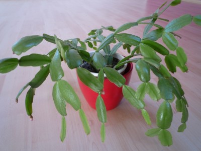 Schlumbi Knospen1.JPG