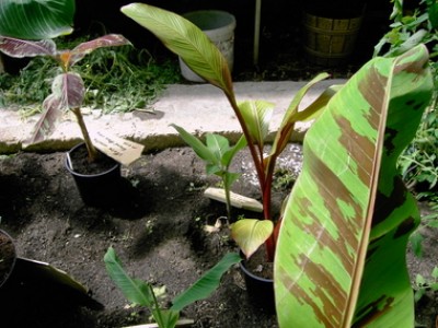 PICT0039.JPG