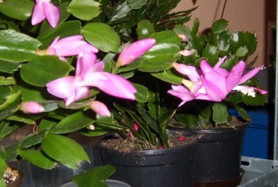 Schlumbergera x buckleyi.JPG