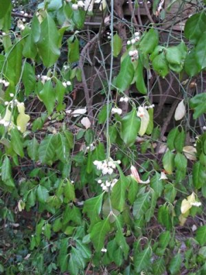 Euonymus (1).JPG