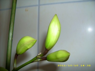 DSCI0426a.JPG